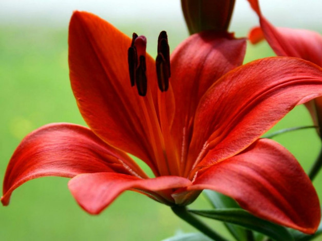 Обои картинки фото цветы, лилии, лилейники