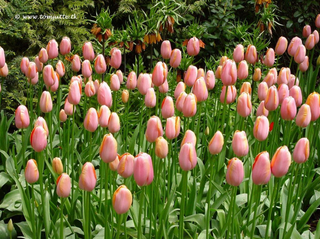 Обои картинки фото цветы, тюльпаны