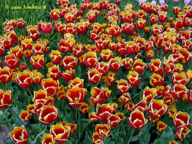 Обои картинки фото цветы, тюльпаны