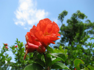 Картинка цветы цветущие деревья кустарники