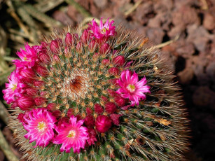 Картинка цветы кактусы