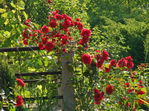 Картинка цветы розы