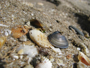 Картинка разное ракушки кораллы декоративные spa камни