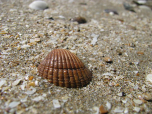 Картинка разное ракушки кораллы декоративные spa камни