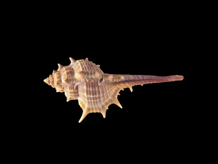 Картинка разное ракушки кораллы декоративные spa камни