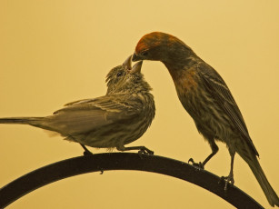 Картинка животные птицы