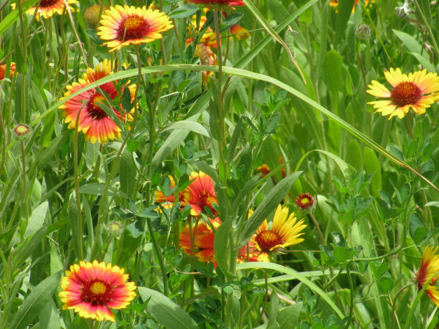 Обои картинки фото цветы, гайлардии, гелениумы