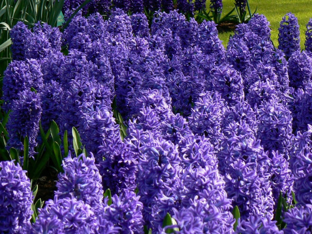 Обои картинки фото цветы, гиацинты