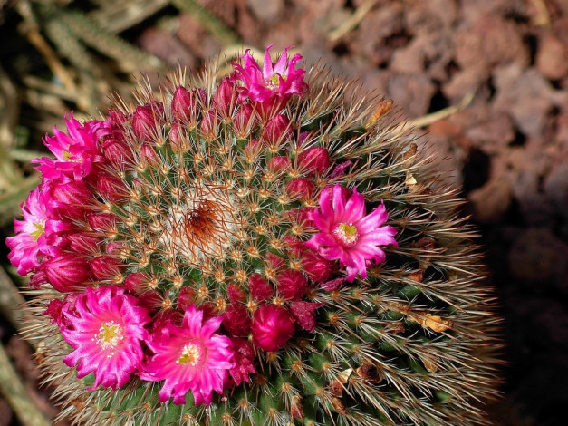 Обои картинки фото цветы, кактусы