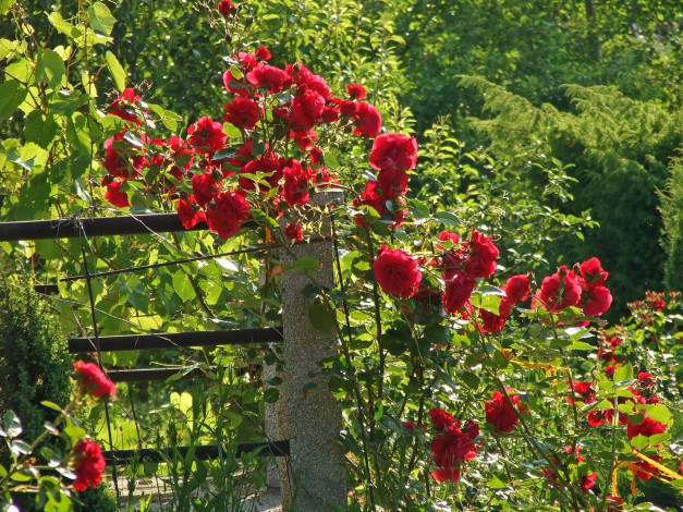 Обои картинки фото цветы, розы