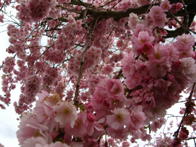 Обои картинки фото цветы, сакура, вишня