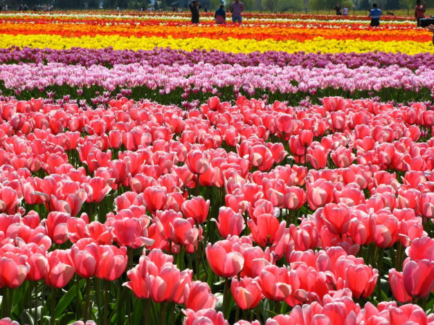 Обои картинки фото цветы, тюльпаны