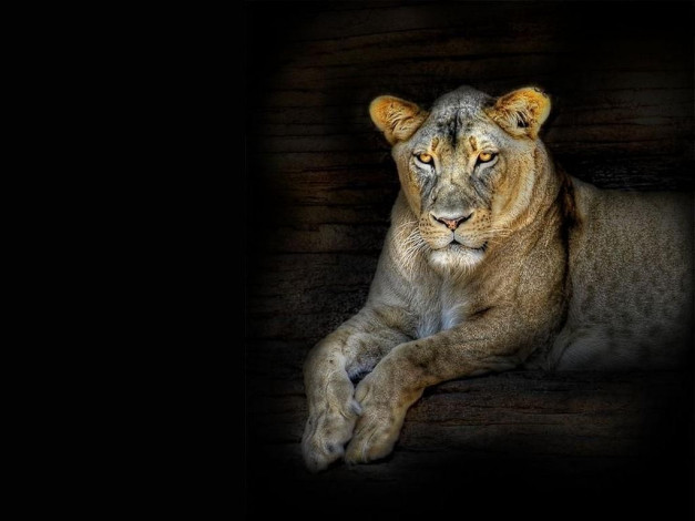 Обои картинки фото рисованные, животные, львы