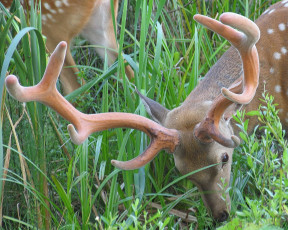 Картинка животные олени