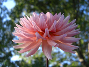 Картинка цветы георгины