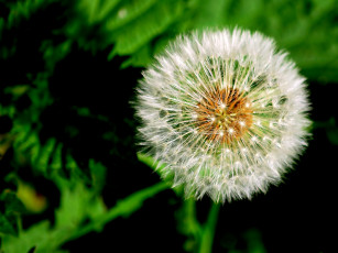 Картинка цветы одуванчики