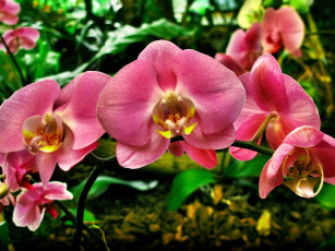 Картинка цветы орхидеи