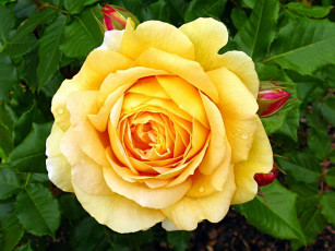 Картинка цветы розы