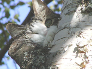 Картинка животные коты