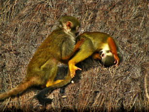 Картинка животные обезьяны