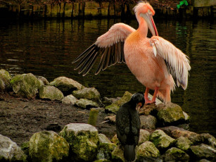 Картинка животные пеликаны