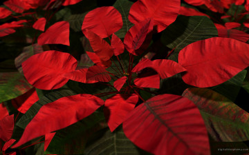 Картинка 3д графика nature landscape природа