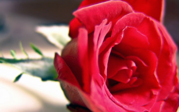 Картинка цветы