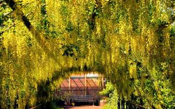 Картинка цветы глициния