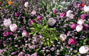 Картинка цветы разные вместе