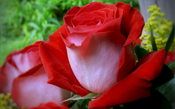 Картинка цветы розы