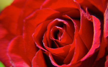 Картинка цветы розы