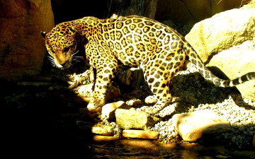 Картинка животные Ягуары