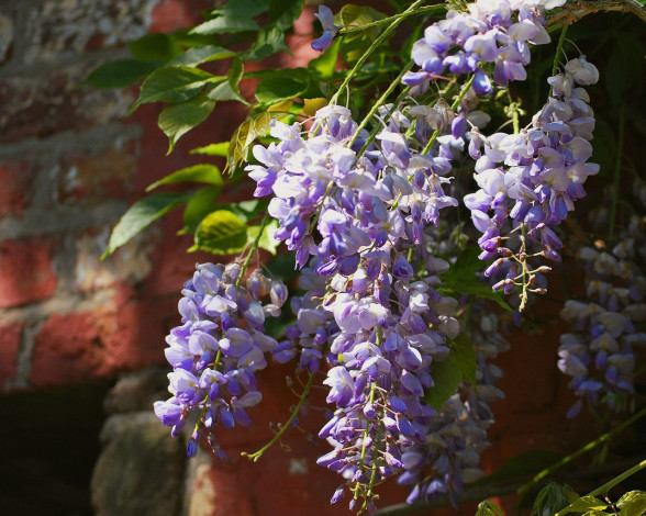 Обои картинки фото цветы, глициния