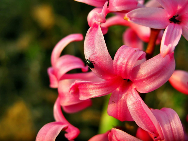 Обои картинки фото цветы, гиацинты