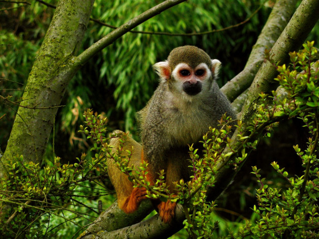 Обои картинки фото животные, обезьяны