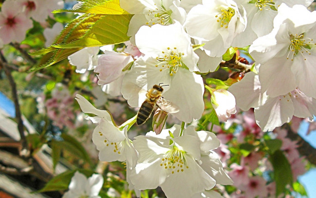 Обои картинки фото цветы, цветущие, деревья, кустарники