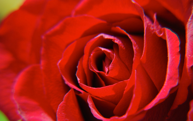 Обои картинки фото цветы, розы