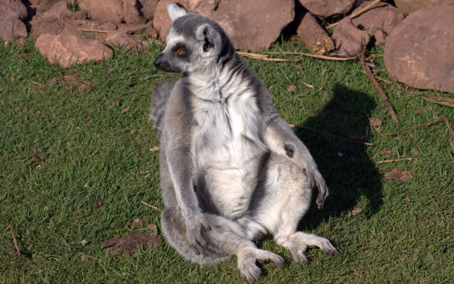Обои картинки фото животные, лемуры