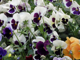 Картинка цветы анютины глазки садовые фиалки