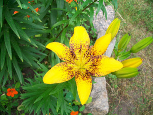 Картинка цветы лилии лилейники