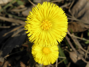 Картинка цветы луговые полевые