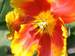 Картинка цветы тюльпаны