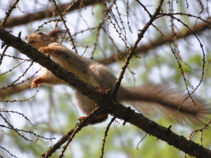 Картинка животные белки