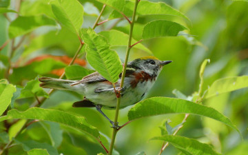 Картинка животные птицы