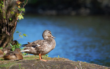 Картинка животные утки