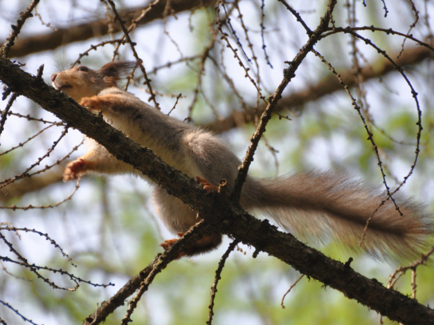 Обои картинки фото животные, белки
