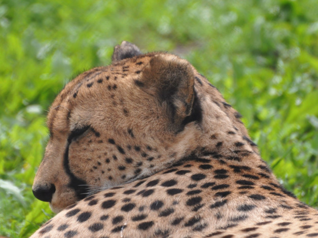 Обои картинки фото животные, гепарды