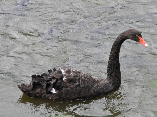 Обои картинки фото животные, лебеди