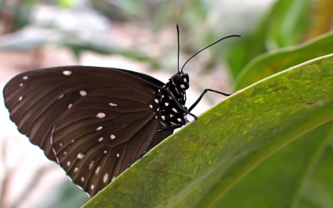 Обои картинки фото животные, бабочки
