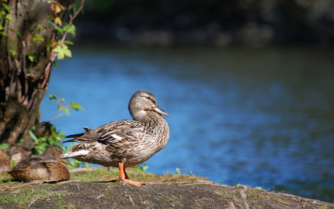 Обои картинки фото животные, утки
